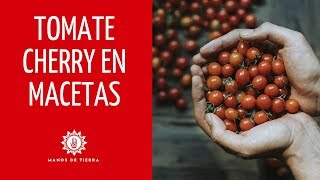 Como Sembrar Tomate Cherry En Maceta 2023huerto en casamanos de tierra [upl. by Enellek]