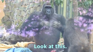 Gorilla Gentaro showing off his drumming to Kintaro【Kyoto city zooGorilla Fam】 [upl. by Maffa]