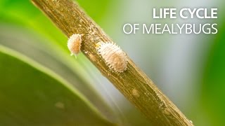 Life cycle of mealybugs [upl. by Yerahcaz101]