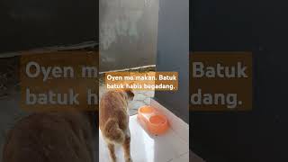 🐱 oyen batuk batuk habis nongkronging jandes [upl. by Luce]