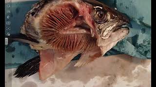 Fish Gill Dissection  A Level Biology Required Practical [upl. by Yde289]