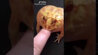 tiktok frog bites someones finger [upl. by Yecnahc]