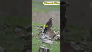 MindBlowing Hawk Facts in 60 Seconds [upl. by Aehc]