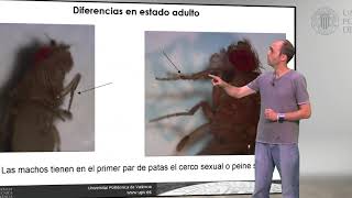 Drosophila melanogaster Diferencias entre machos y hembras moscas  3795  UPV [upl. by Adi]