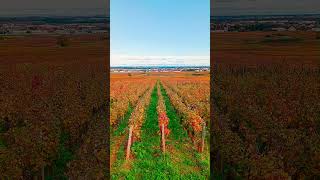 Bourgogne Vignoble 🍷🍇🇫🇷 bourgogne bourgognefranchecomte vine french [upl. by Hsot]