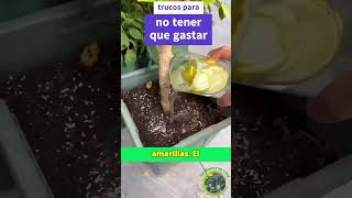 Trucos caseros para fertilizar tus plantas sin gastar dinero [upl. by Noryahs]