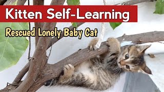 Cat Kitten SelfLearning New Skills  Rescued Wild Baby Cat Playing Hide amp Seek [upl. by Reamy765]