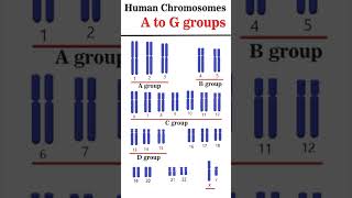 The Human Chromosome Groups AG groups cytogenetics [upl. by Pellet]