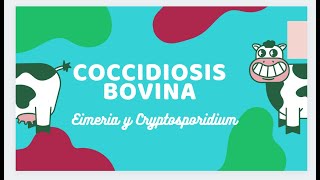 Coccidiosis en bovinos [upl. by Enywtna]