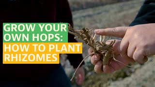 Grow Your Own Hops How to Plant Rhizomes [upl. by Chor739]