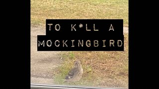 To kll a Mockingbird  a message from spirit [upl. by Nivlam]