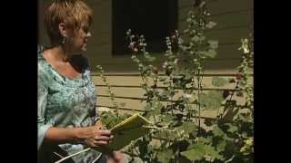 Transplanting a Hollyhock [upl. by Dimmick]