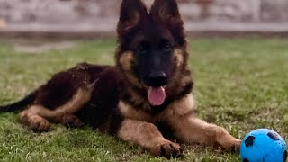 Gsd puppy playing fetch for the first time gsd puppy 3monthold [upl. by Ahsikym]