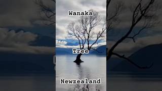 wanaka newzealand newzealandadventure travelbucketlist southislandnz travelaroundtheworld [upl. by Ennaeirrac]