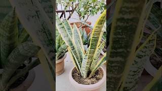 Snake plant propagation ☘️ snake plant kese lagaye shorts [upl. by Gamber480]