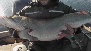 biggest muskie ever caught on video RETURN OF THE SLOB Sloblandchartersca [upl. by Ancier]