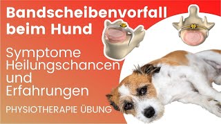 Bandscheibenvorfall beim Hund OP 🚨 Heilungschancen  Übungen [upl. by Ty]