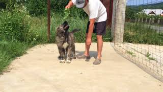 My Puppy Caucasian Shepherd [upl. by Emelyne364]