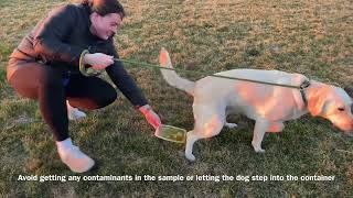 Small Animal Midstream Voided Urine Collection for Urinalysis AVMA Task Kelsey Ripp [upl. by Enyrb]