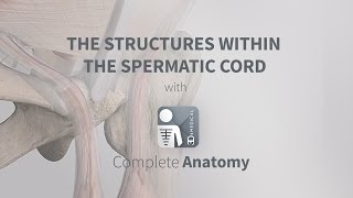 The Structures Within the Spermatic Cord  Complete Anatomy [upl. by Mehalick144]