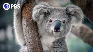 The Secret Nightlife of Koalas [upl. by Ahsima]