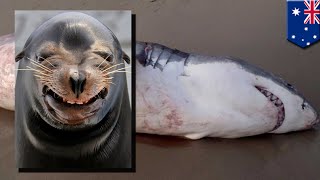 Greedy shark choking on a sea lion on Coronation Beach Geraldton Western Australia [upl. by Merill]