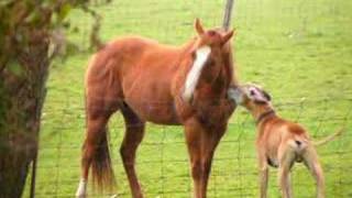 Horse vs Dog part 2  Great Dane amp Quarter Horse play fighting [upl. by Vannie]