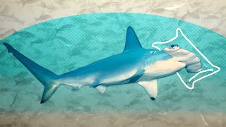 DEMYSTIFIED Do Sharks Sleep  Encyclopaedia Britannica [upl. by Marlow]