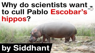 Pablo Escobar hippos  Why do scientists want cull Pablo Escobar hippos UPSC IAS [upl. by Holofernes]