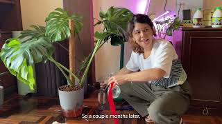 Propagate your Monstera Deliciosa in LECA using semihydroponics ft rubber plant pruningbushing [upl. by Kolnick]