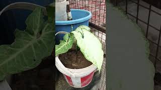 Mera beautiful synonym ka plantvideo nature gardening [upl. by Giulia]