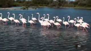 LES FLAMANTS ROSES [upl. by Figge]