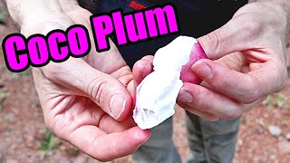 COCO PLUM REVIEW  Weird Fruit Explorer in The Seychelles [upl. by Ainig907]