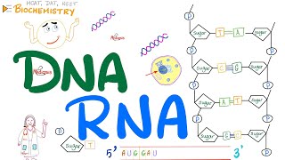 DNA amp RNA  Molecular Biology 🧬 [upl. by Padraic]