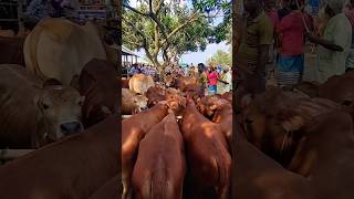 Gabtoli Gorur Haat 2024 Today cow animals cowmandi [upl. by Any]