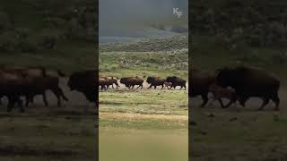 Cunning Grizzly Seizes Opportunity to Hunt Straggling Bison Calf from Fleeing Herd [upl. by Beka213]