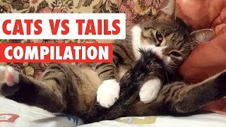 Cats Vs Tails Video Compilation 2017 [upl. by Aieken]