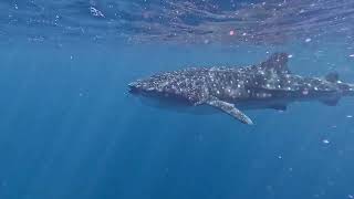 My Holiday  Ningaloo Reef Western Australia [upl. by Nylrak]