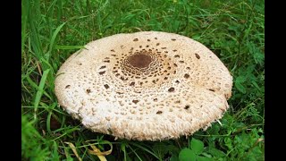 Macrolepiota Procera 18 highlight [upl. by Gildus]