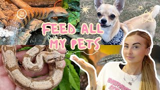 FEEDING ALL MY PETS 40 ANIMALS REPTILES SNAKES LIZARDS amp MORE [upl. by Atikir]