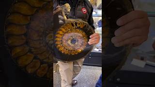 How Ammonite Fossil formed shorts [upl. by Plumbo]