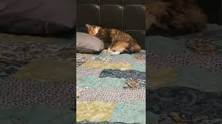 Adorable Cat Napping on Pillow cat purrfectpets purrfect [upl. by Eisyak836]