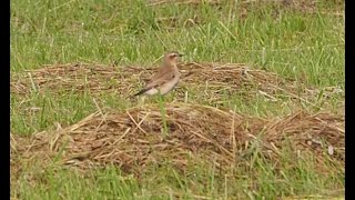 steinschmätzer  northern wheatear [upl. by Justine285]