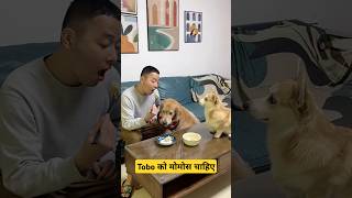 🐕Tobo को मोमोस चाहिये  mini wood toy  woodworking art skills  hand crafts shorts pets [upl. by Anidam]