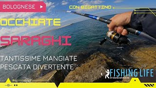 PESCA A BOLOGNESE CON BIGATTINO TANTISSIME MANGIATE E GROSSI PESCI [upl. by Yreme]