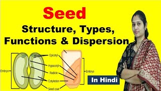 Structure of seed  Types of seed  Definition Function dispersion  NEET  In Hindi [upl. by Alywt]