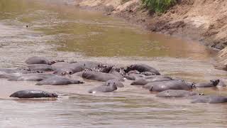 Maasai Mara National Reserve PartXXIV  quotSerengeti National Parkquot [upl. by Atnoid]