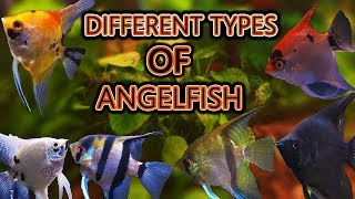 The different types of angelfish [upl. by Secnarfyram513]