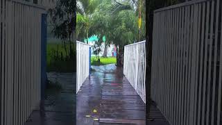 The sound of loud showers on the small bridge rain asmr naturesounds [upl. by Mavilia]