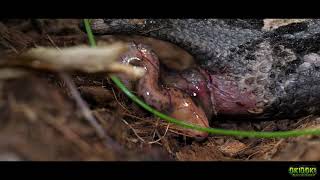 Venomous ☣ GABOON VIPER Giving birth  Bitis rhinoceros [upl. by Ajan459]